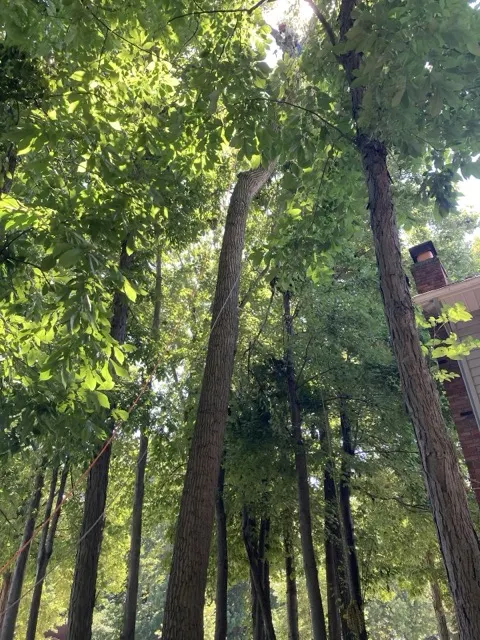 Photo posted by Michael Casey with their Google review of All Trees Considered, LLC