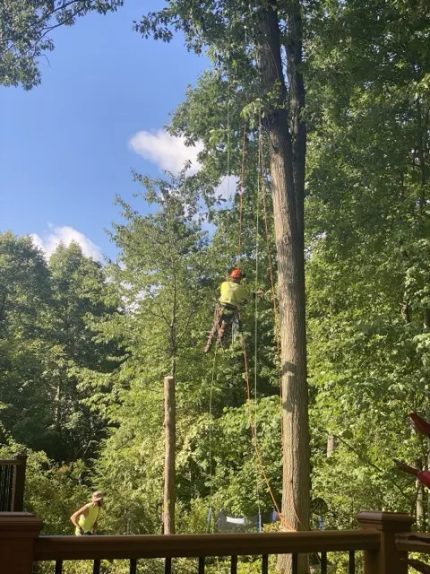 Photo posted by Michael kuper with their Google review of All Trees Considered, LLC