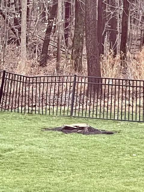 Photo posted by Renee S. with their Google review of All Trees Considered, LLC