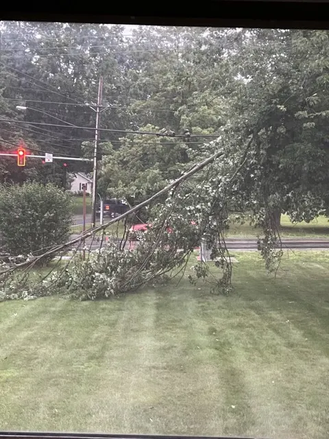 Photo posted by Mark Hampton with their Google review of All Trees Considered, LLC