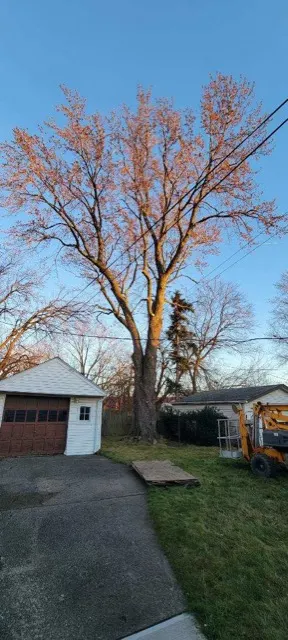 Photo posted by Andrew Cirino with their Google review of All Trees Considered, LLC