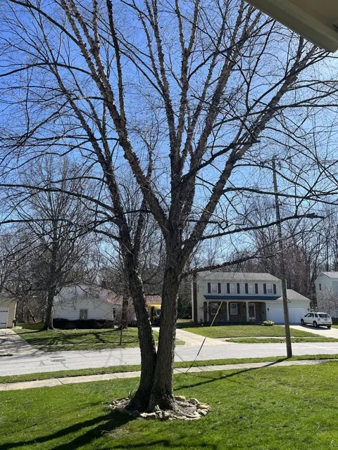 Photo posted by Katy Wiley with their Google review of All Trees Considered, LLC