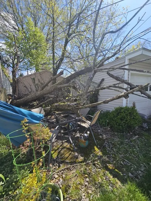 Photo posted by Nicole Tubbs with their Google review of All Trees Considered, LLC