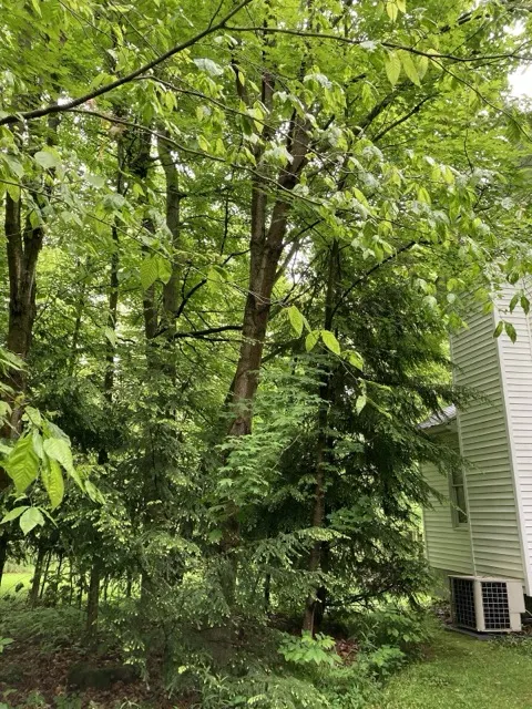 Photo posted by Samuel Pickwick with their Google review of All Trees Considered, LLC