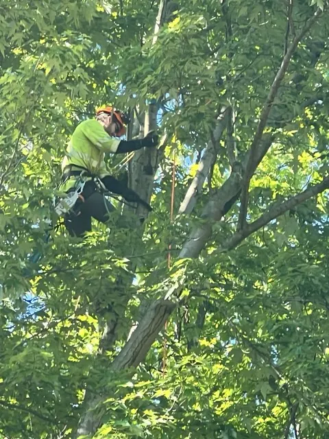 Photo posted by Dennis Dervay with their Google review of All Trees Considered, LLC