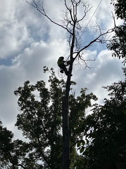 Photo posted by Nancy Sharpe with their Google review of All Trees Considered, LLC