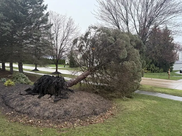 Photo posted by Mary Jo Trent with their Google review of All Trees Considered, LLC