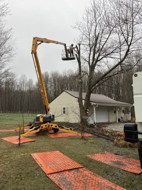Photo posted by John Ruth with their Google review of All Trees Considered, LLC