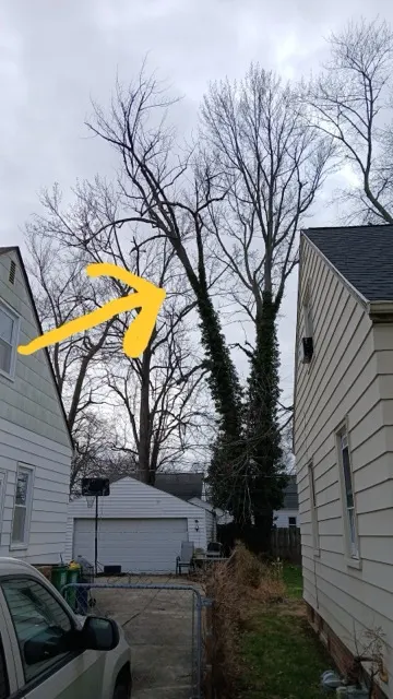 Photo posted by Mike Trivisonno with their Google review of All Trees Considered, LLC