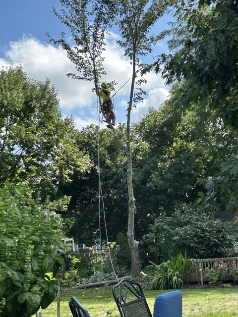 Photo posted by Don Moffett with their Google review of All Trees Considered, LLC