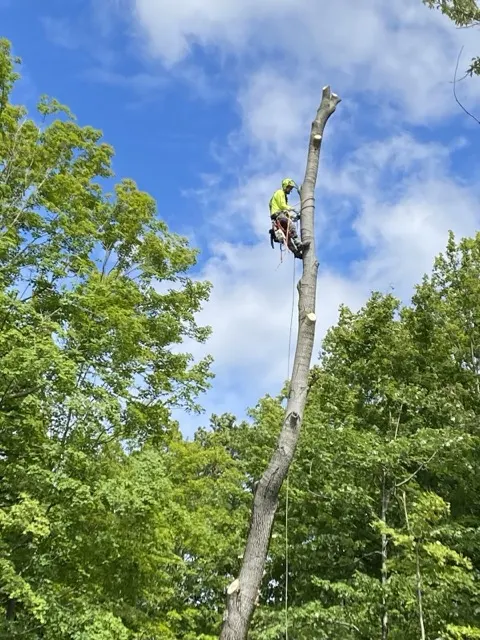 Photo posted by Deep Wood with their Google review of All Trees Considered, LLC