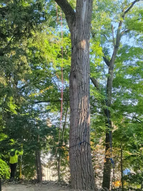 Photo posted by Marcia Sudekum with their Google review of All Trees Considered, LLC