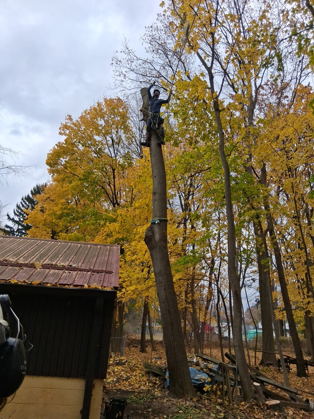 Tree service work 9