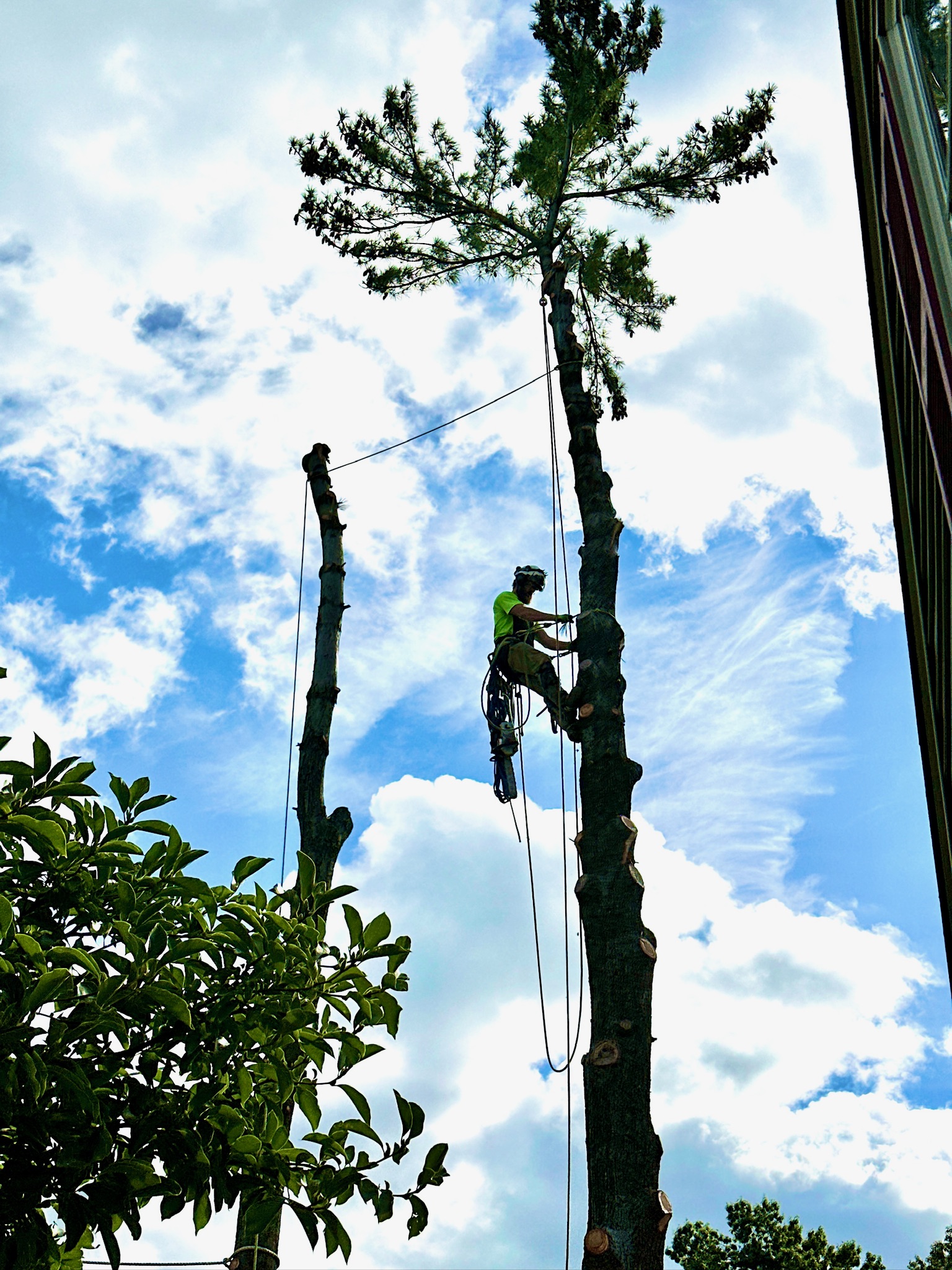 Tree service work 10