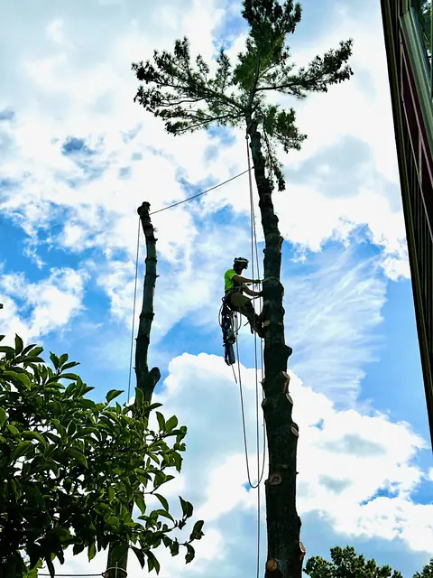 Tree service work 10