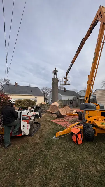 Tree service work 4