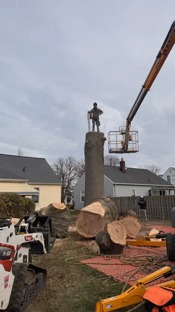 Tree service work 3