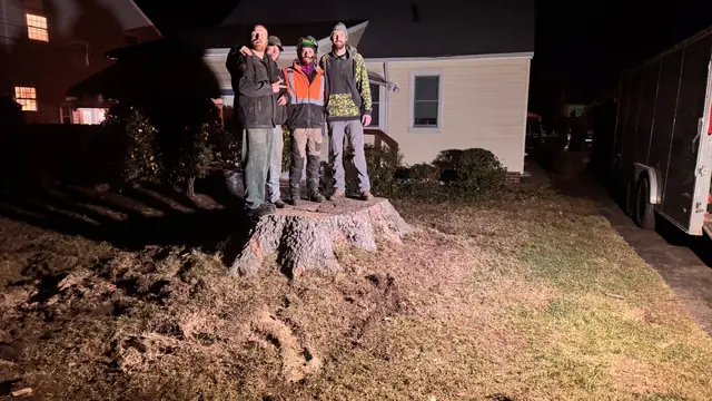 Tree removal Northeast Ohio