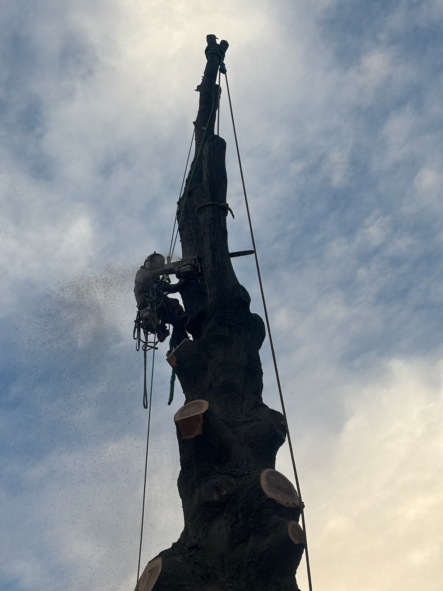Tree service work 7