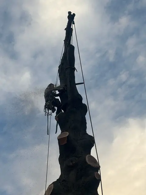 Tree service work 7