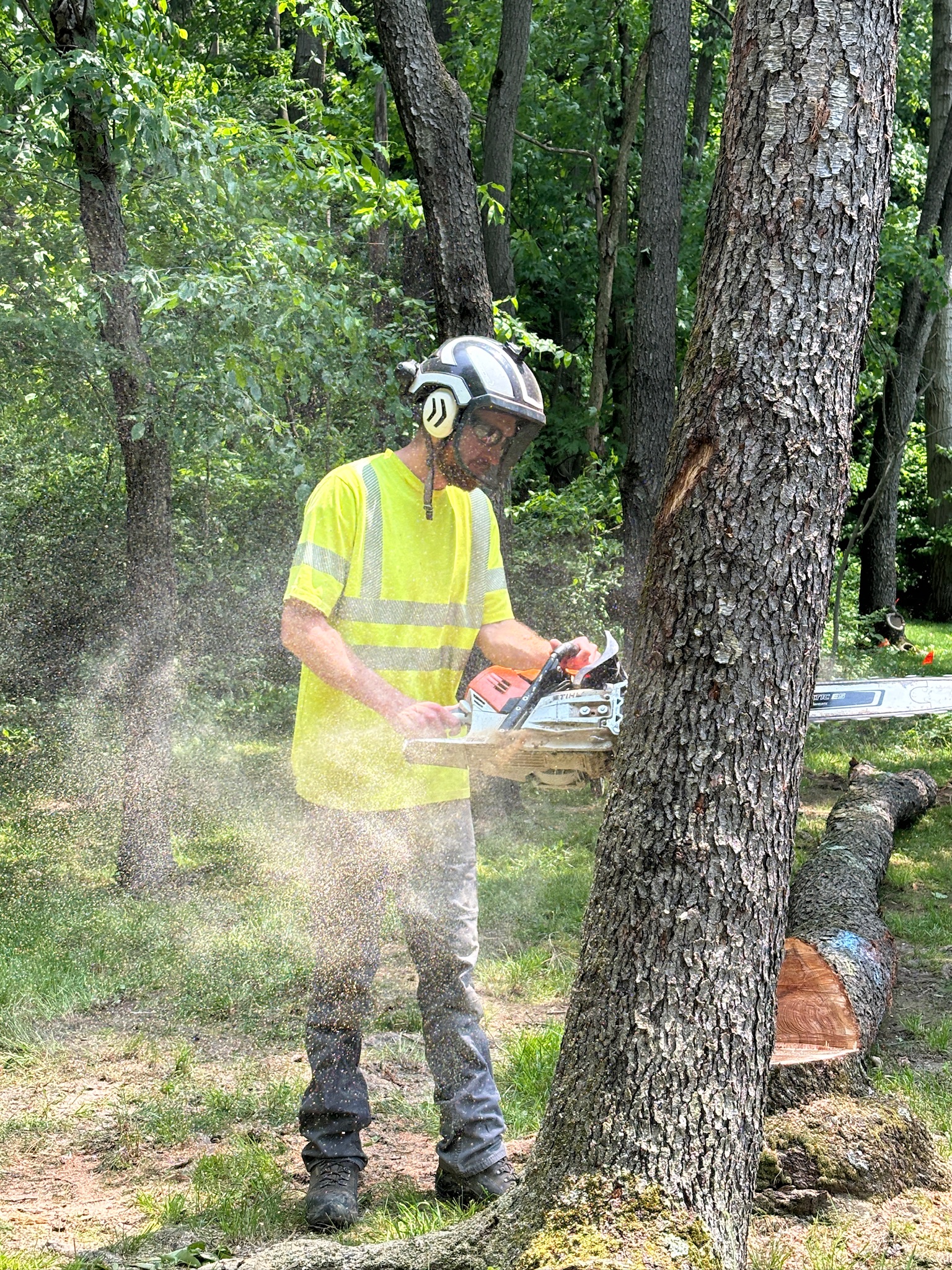 Tree removal from property