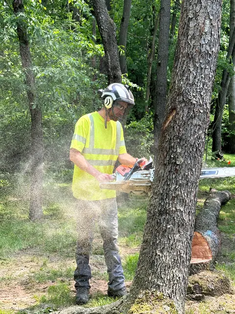 Tree removal from property