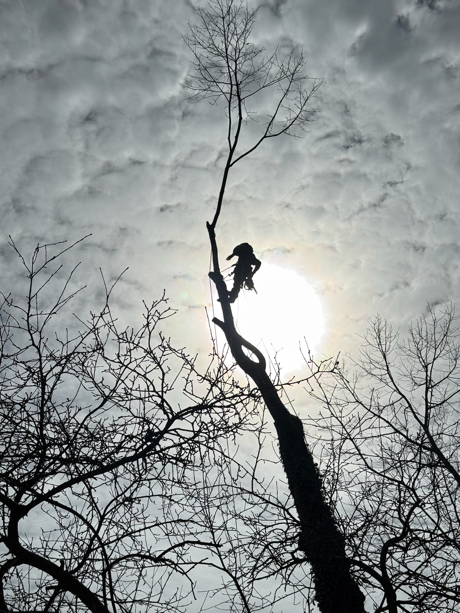Tree service work 3