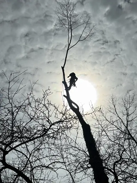 Tree service work 3