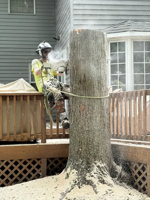 Tree service work 13