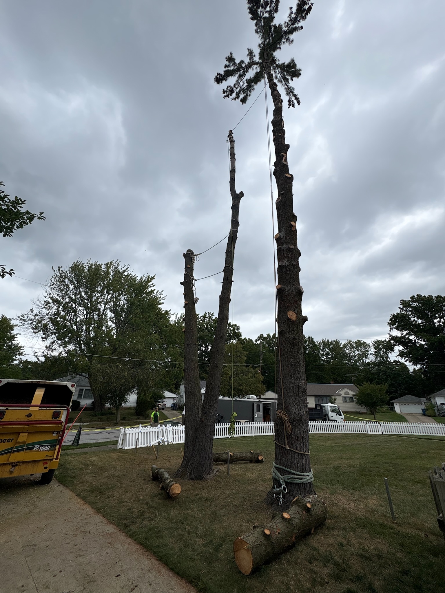 Tree service work 2