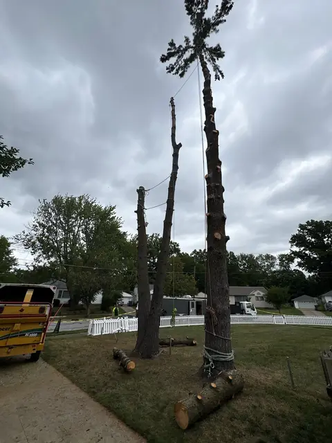 Tree service work 2