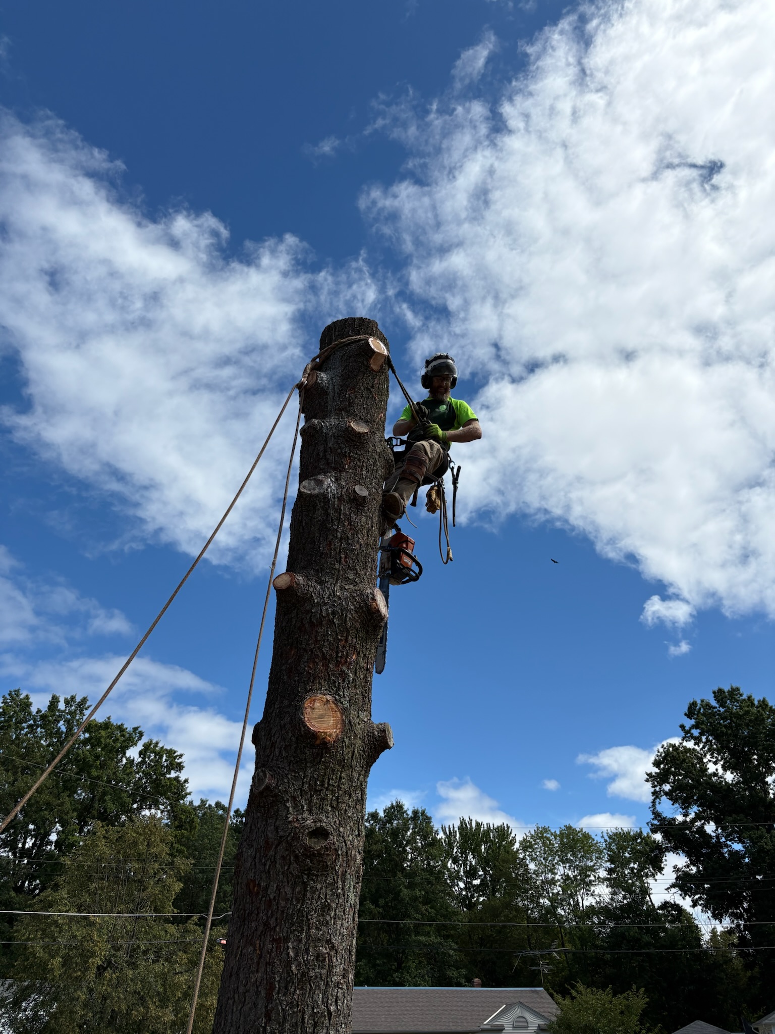Tree service work 4