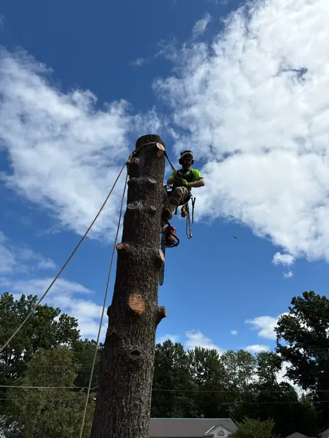 Tree service work 4