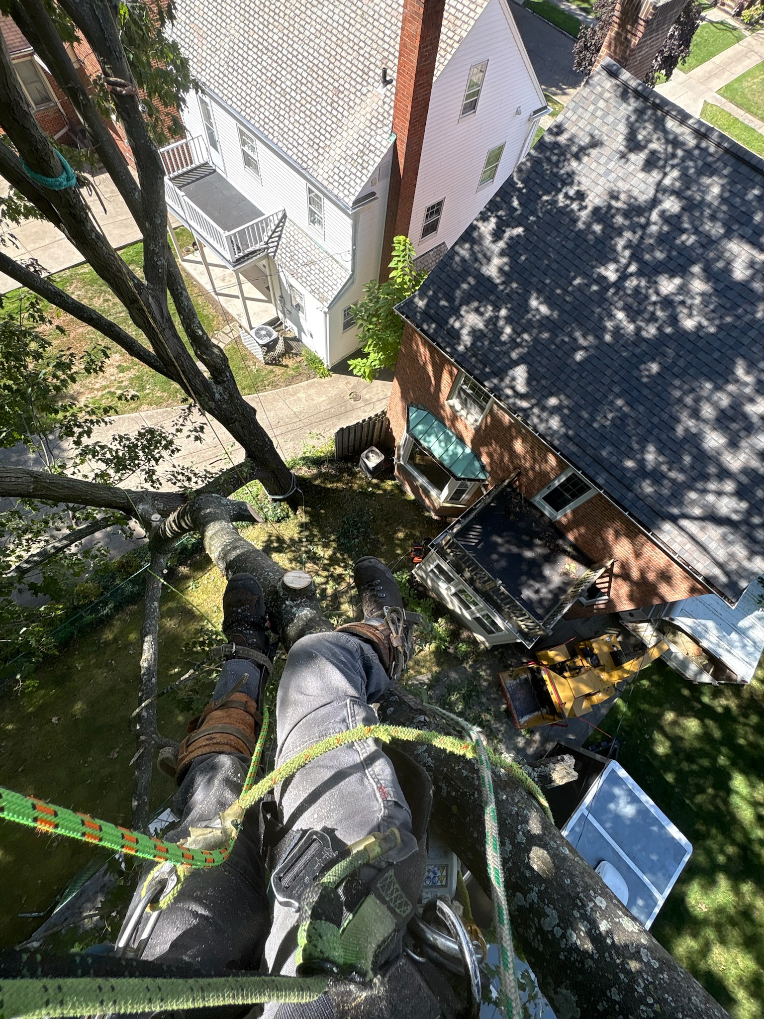 Tree service work 1