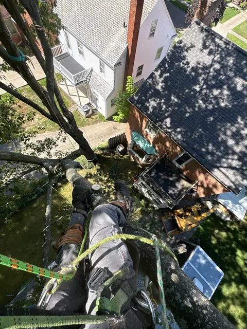 Tree service work 1
