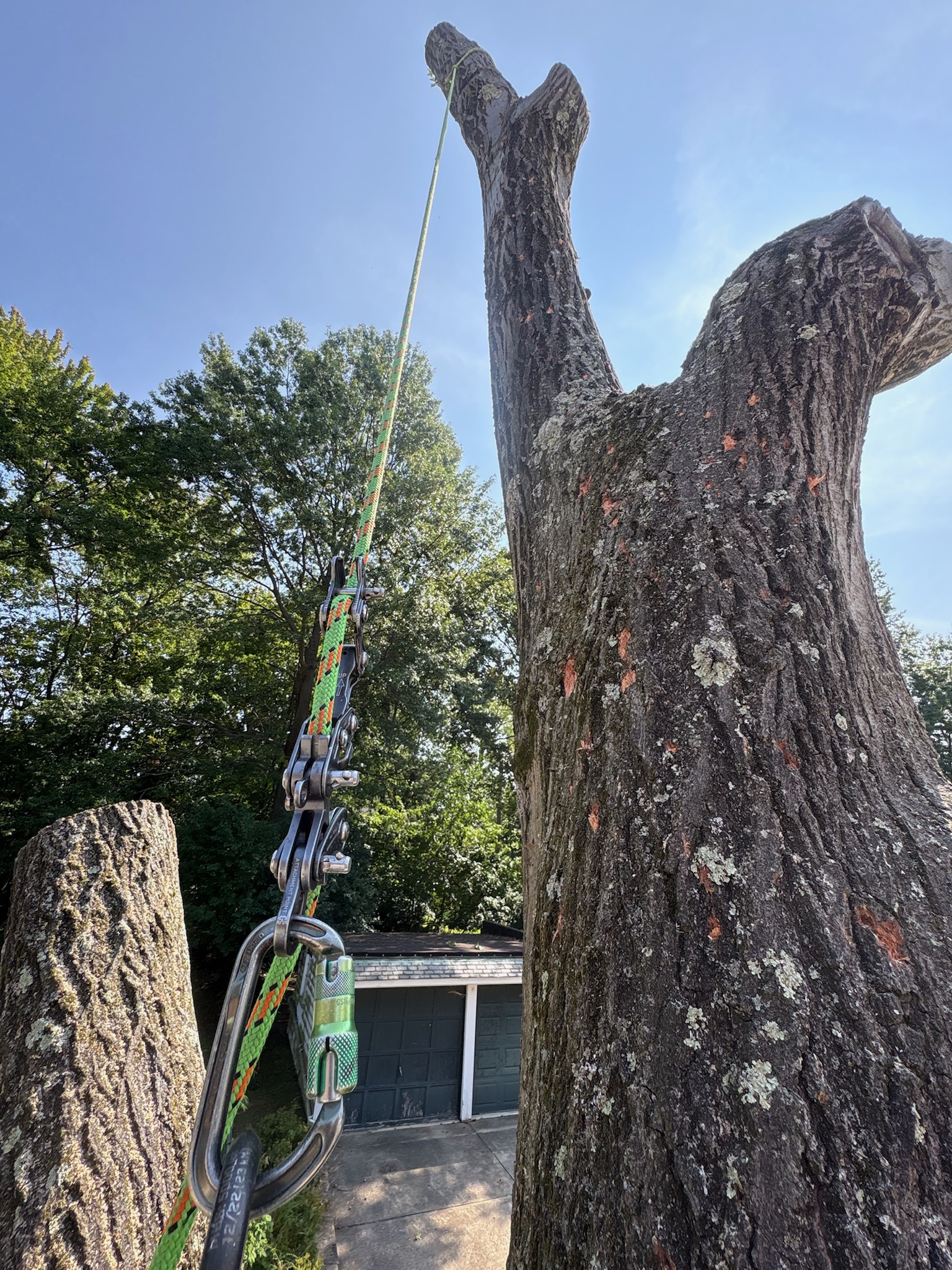 Tree service work 11