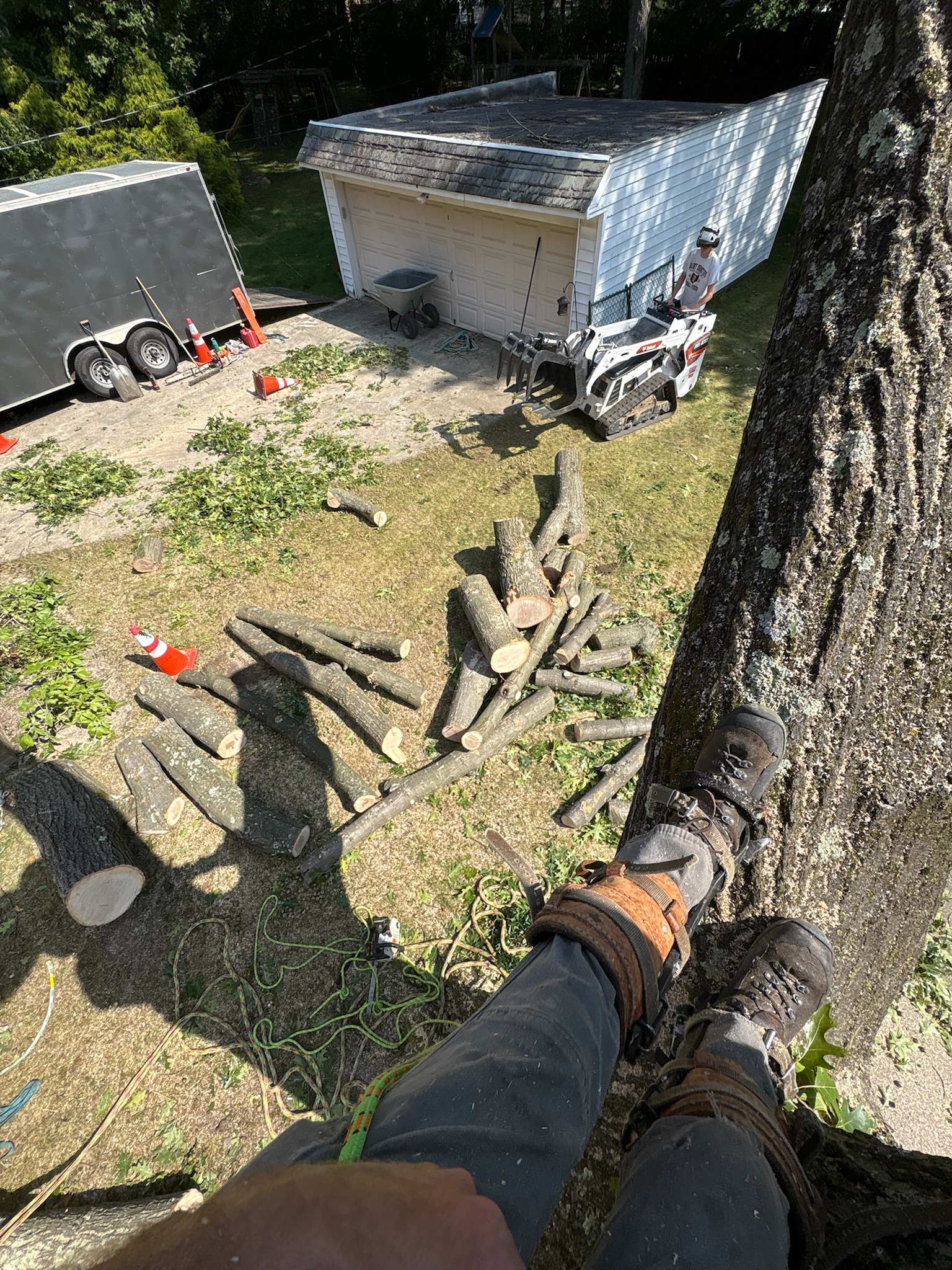 Tree service work 8