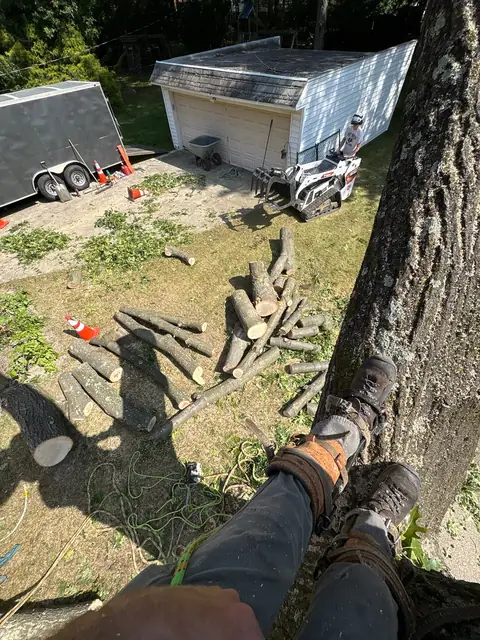 Tree service work 8