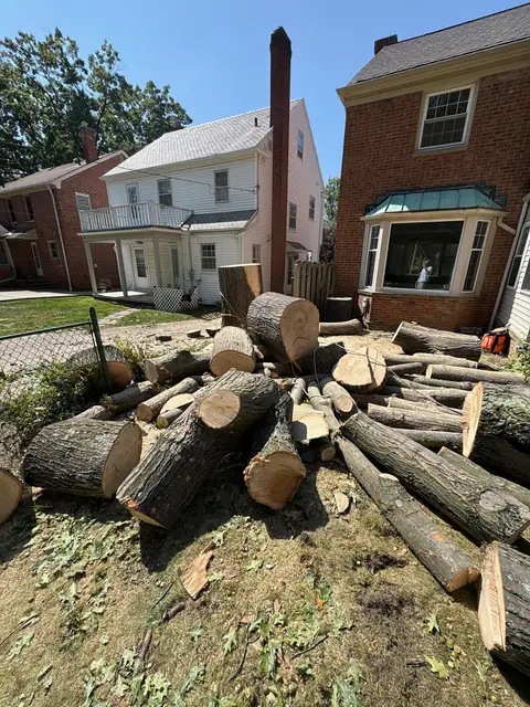 Tree service work 8