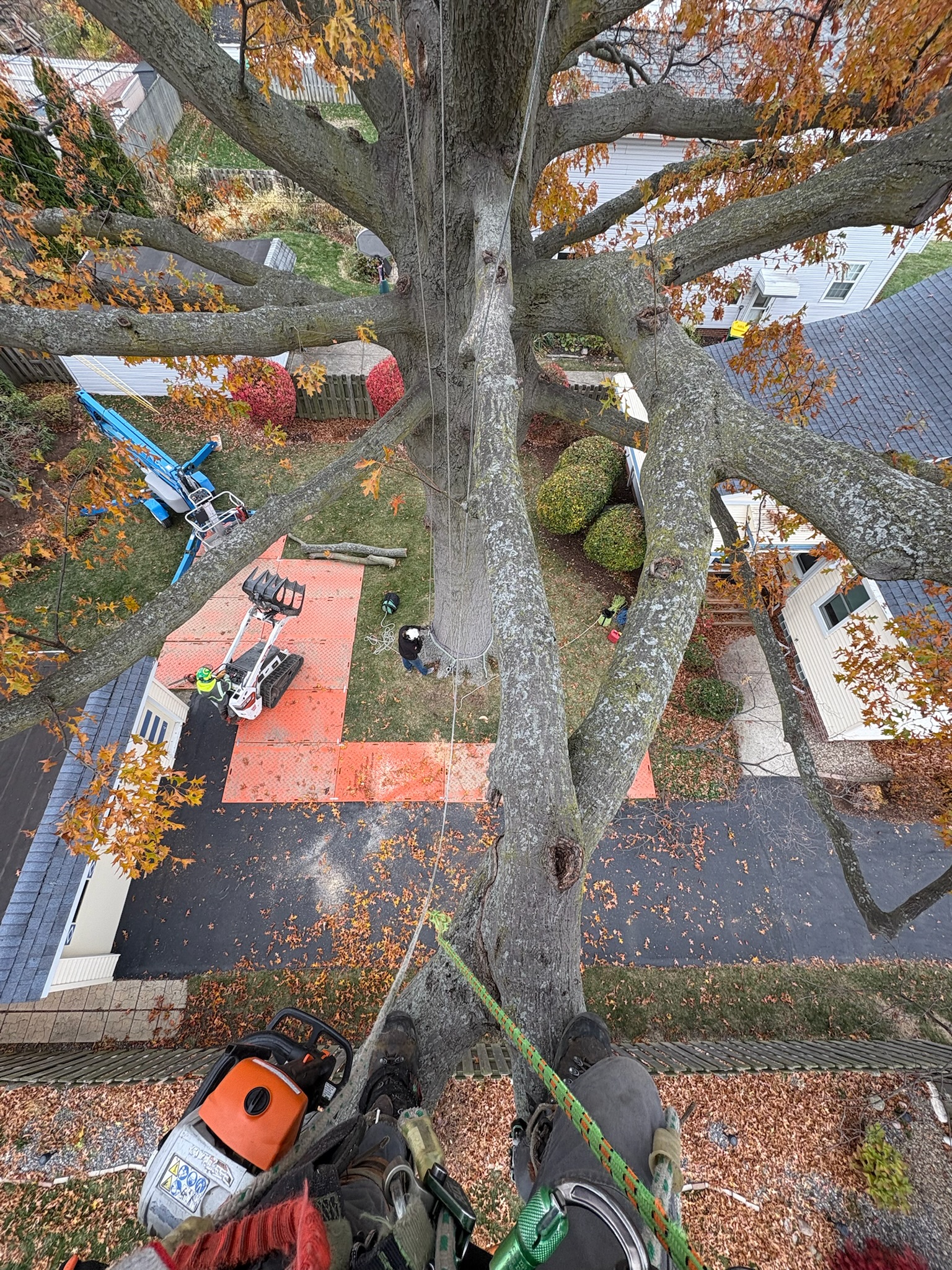 Tree service work 7