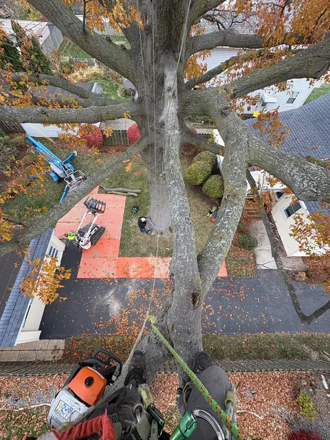 Tree service work 7