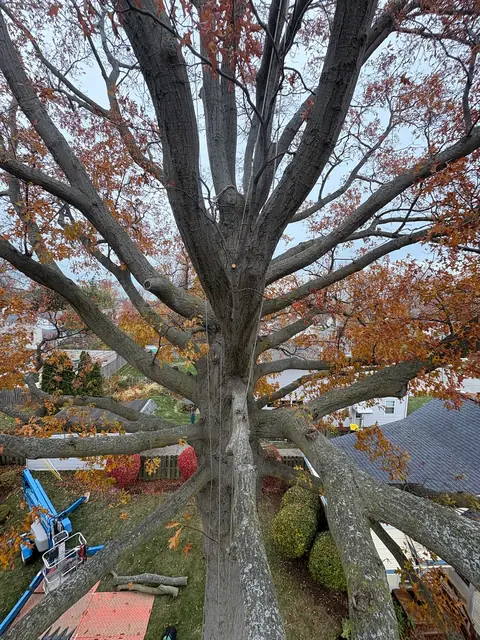 Tree service work 5