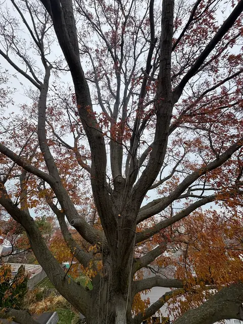 Tree service work 11