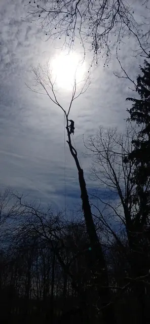 Tree service work 14
