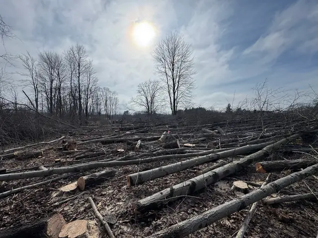 Tree service work 1