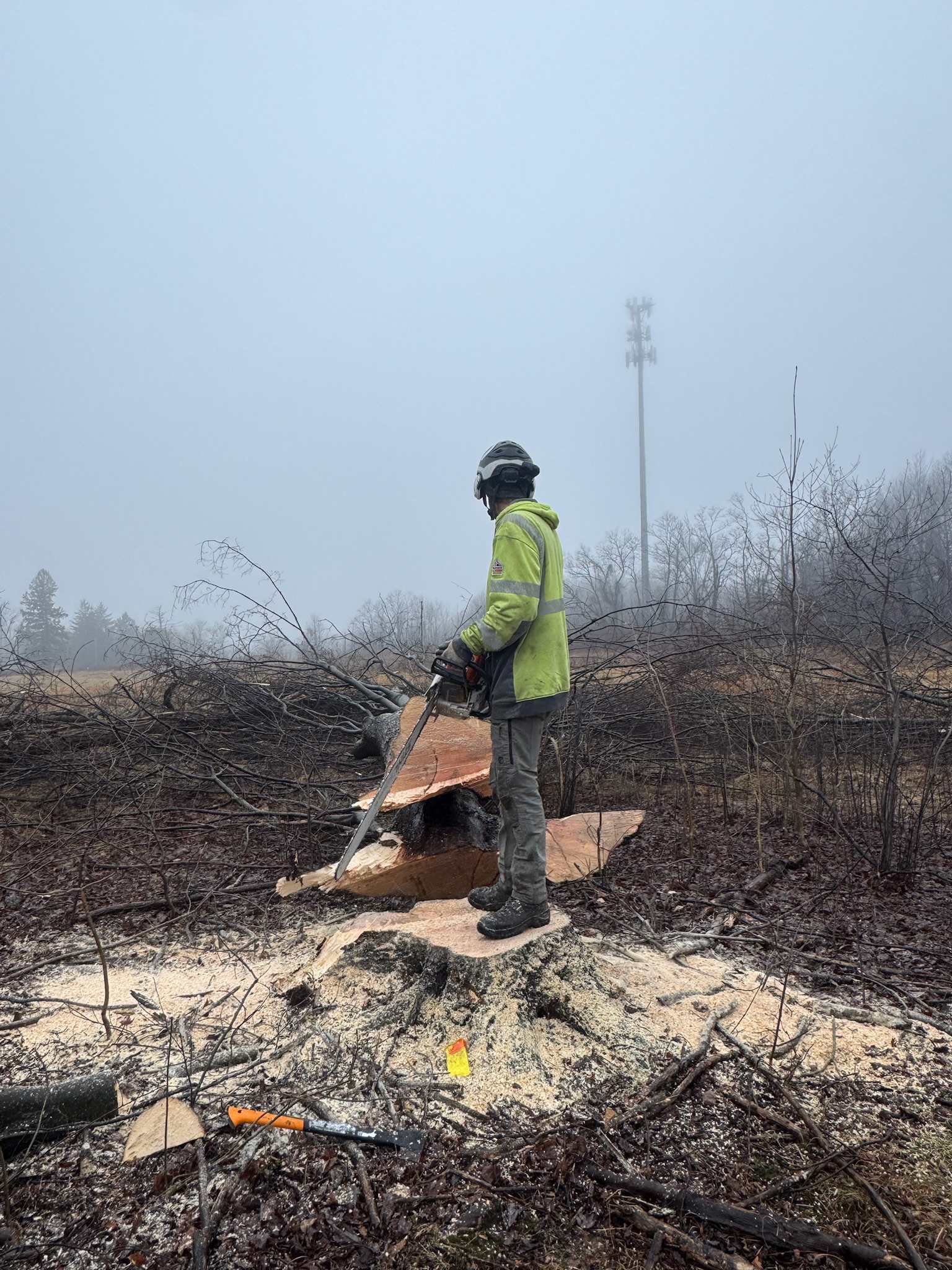 Tree service work 2