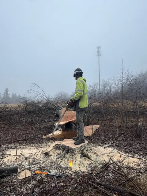 Tree service work 2