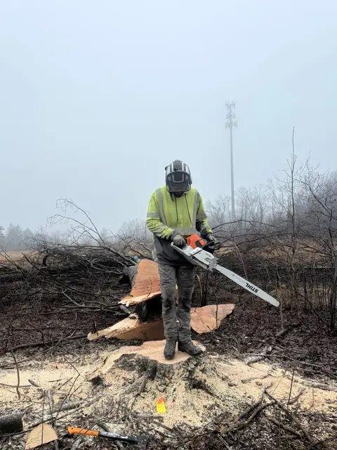 Tree service work 6