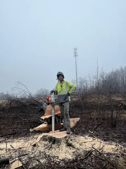 Tree service from above