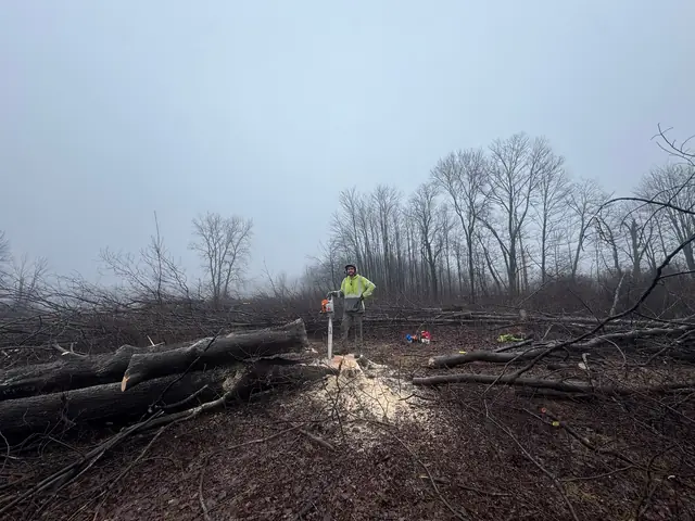 Tree service work 10